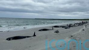 Experts bid to save surviving whales after mass stranding on Scottish island