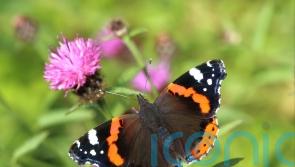 Public urged to join butterfly count as species spread north with climate change