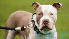 Ireland to ban XL bullies