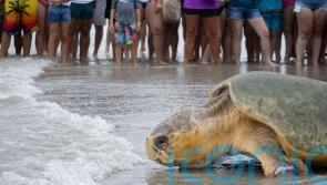 Loggerhead sea turtle returns to Atlantic Ocean after rehabilitation in Florida