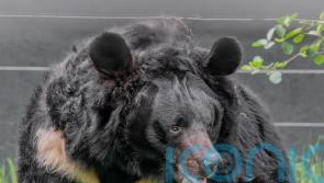‘Beloved’ bear rescued from war in Ukraine dies in Scottish zoo