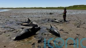Mass stranding of dolphins on Cape Cod coastline largest in US history