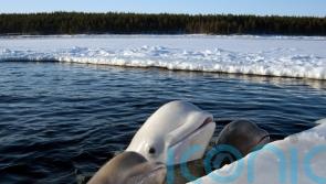 More research needed on impact of ships on Arctic whales, researchers say