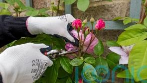 What is deadheading and is it really necessary?