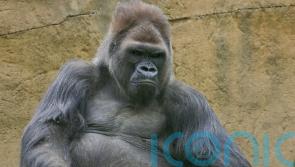 Winston, beloved gorilla at San Diego Zoo Safari Park, dies aged 52