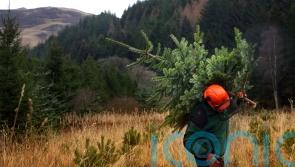 Kate Forbes hails Scotland’s forestry sector as ‘sustainable powerhouse’