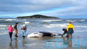Rare whale found on beach could provide wealth of data for experts