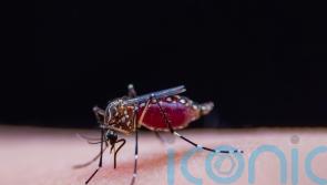 New vaccine could lead to ‘really serious’ attempt to eradicate malaria