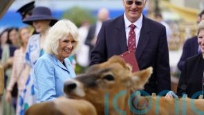 Camilla laughs as Jersey cows get frisky during royal visit