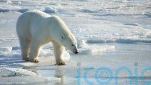 Polar bear fur tags could shed more light on how certain species groups behave