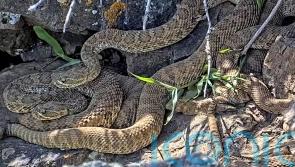 Webcam monitors hundreds of rattlesnakes at Colorado ‘mega den’