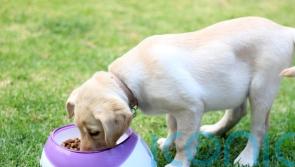 Lab-grown pet food to hit UK shelves as regulators approve cultivated meat