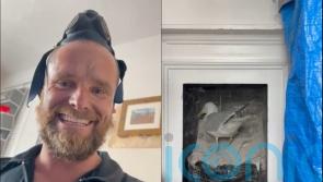 Chimney sweep captures moment ‘rambunctious’ seagull falls from an old flue