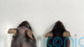Drug which extends life of mice hints at longer, healthy old age for humans