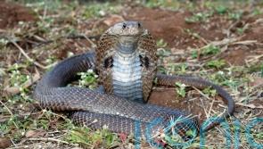 Researchers discover new antidote for cobra bites