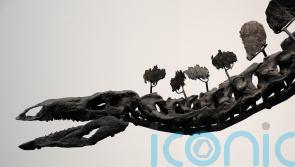 Stegosaurus fossil sets dinosaur auction record with near 45 million dollar sale