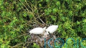 Breeding success for spoonbills as once-extinct bird continues UK return