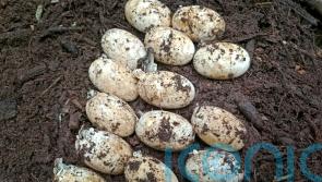 Conservationists welcome discovery of 106 rare crocodile eggs in Cambodia