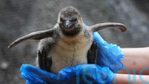 Penguin chicks ‘growing fast’ after arrival in safari park colony