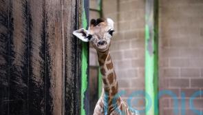 Public asked to help name zoo’s new baby giraffe