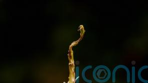 Rare ‘sapphire tower’ blooms outdoors in Scotland for first time