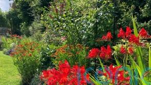 10 of the best late summer blooms