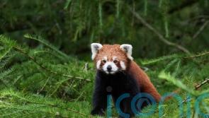 Red panda Esha creates a buzz at new Peak Wildlife Park home