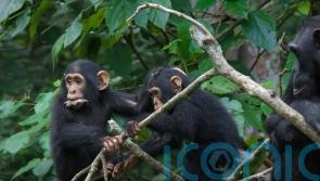 ‘Amazing’ similarities between chimpanzee and human conversations – study