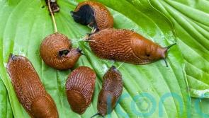 Why it’s been a bumper year for slugs, snails and other garden pests