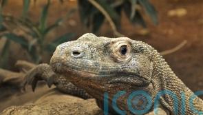 Komodo dragons have iron-coated teeth to help rip and tear prey, say scientists