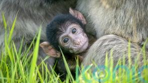 Second Barbary macaque born at safari park