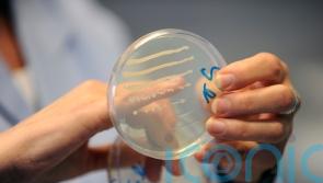 Common mouth bacteria found to ‘melt’ certain cancers in ‘surprising’ discovery