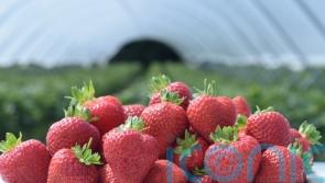 Improving weather generates abundance of strawberries for sale