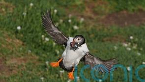 Protection area could mean brighter future for puffins on Saltee Islands