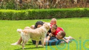 How to look after your lawn in summer