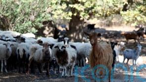 Greece announces nationwide restrictions to combat ‘goat plague’ outbreak