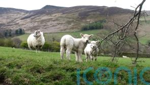 Almost 100 rural seats ‘have less than one hectare of right to roam land’