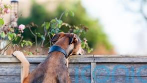 Ways to screen your garden from nosy neighbours