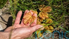 New shoots give hope that Sycamore Gap tree lives on