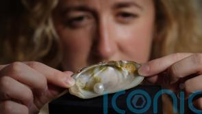 Freshwater pearl expected to fetch up to £60,000 at auction