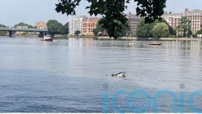 Appeal for people to stay away from dolphin spotted in River Thames