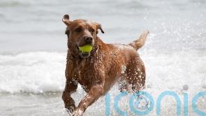 8 in 10 dog owners put off letting pets in water by sewage crisis – poll