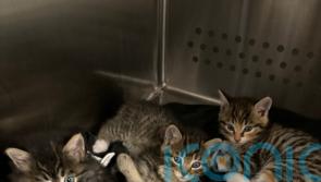 Animal welfare charity describes ‘kitten crisis’ with record numbers in its care