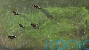 Public health risks of algal blooms on Lough Neagh detailed in study