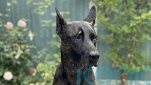 Police dog attacked with brick and six officers injured in ‘abhorrent’ violence