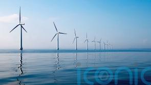 New marine report recommends ‘nature-inclusive design’ for offshore wind schemes