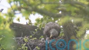 Two white-tailed eagle chicks fledge in success for English reintroduction bid