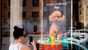 Dolce & Gabbana launches new perfume for dogs