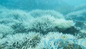 Great Barrier Reef threatened by unprecedented sea heat extremes, say scientists