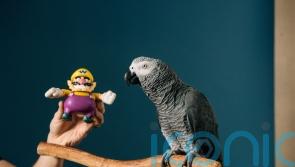 Clever parrot going viral on TikTok achieves Guinness World Record